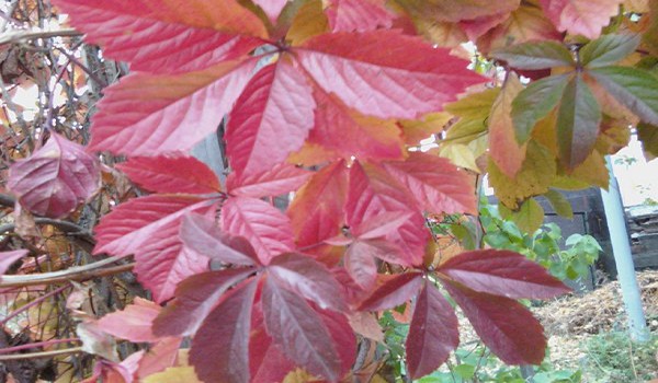 Girlish grapes - propagation by cuttings, layering