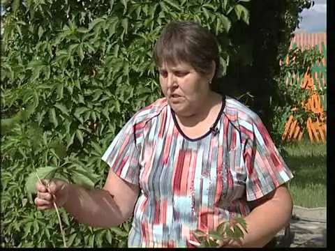 Girlish grapes - propagation by cuttings, layering