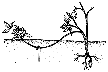 Girlish grapes &#8211; propagation by cuttings, layering