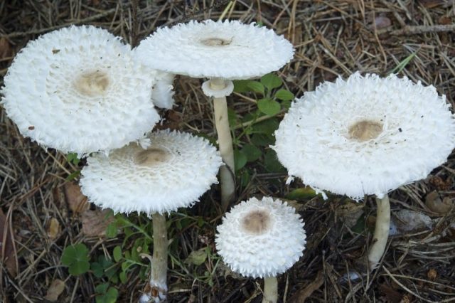 Girlish umbrella mushroom: photo and description