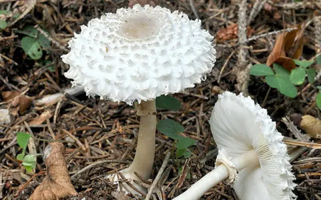 Girlish umbrella mushroom: photo and description