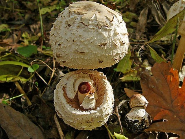 Girlish umbrella mushroom: photo and description