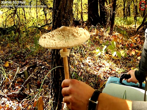 Girlish umbrella mushroom: photo and description