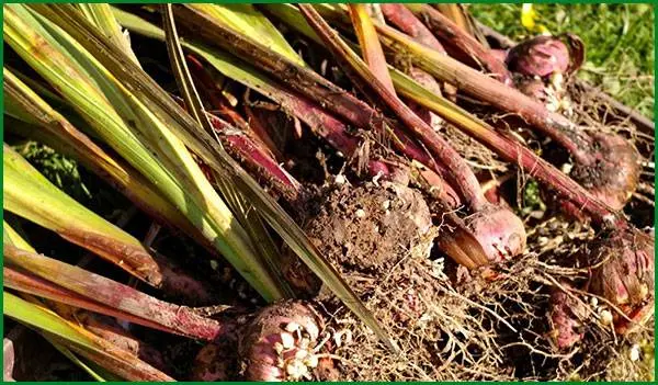 Gladiolus: cleaning in the fall