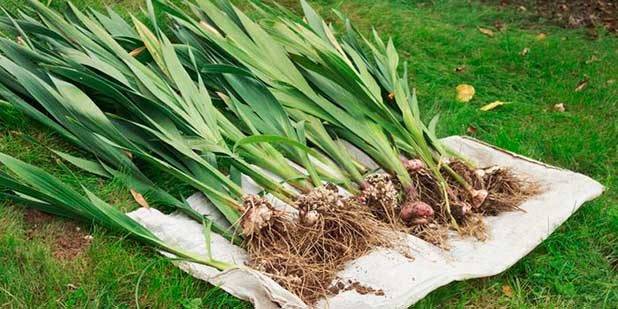 Gladiolus: cleaning in the fall