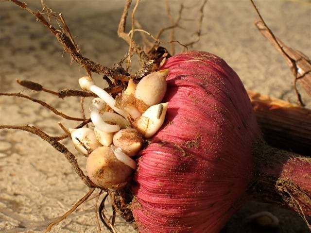 Gladiolus: cleaning in the fall