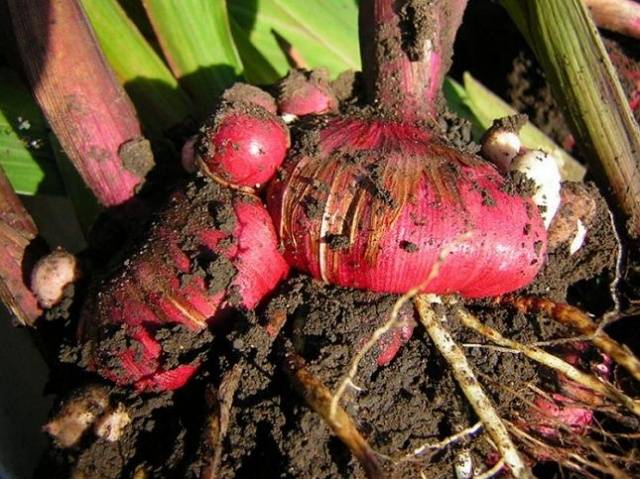 Gladiolus: cleaning in the fall