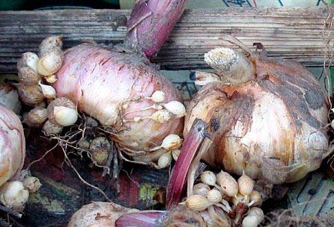 Gladiolus: cleaning in the fall