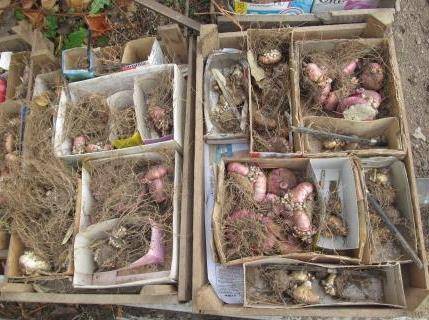 Gladiolus: cleaning in the fall