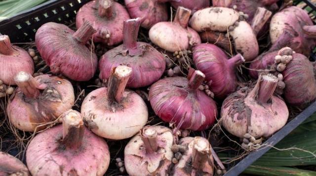 Gladiolus: cleaning in the fall