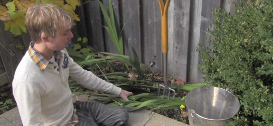 Gladiolus: cleaning in the fall