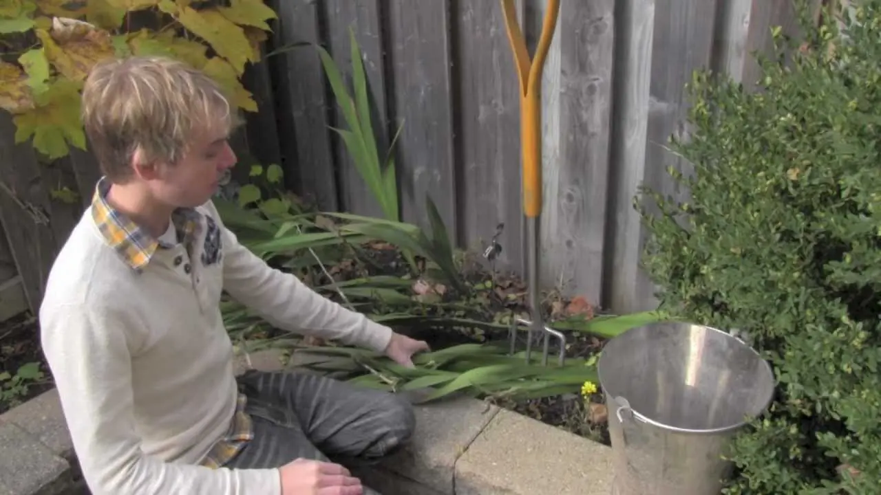 Gladiolus: cleaning in the fall