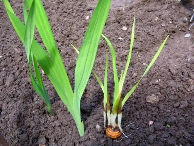 Gladiolus: diseases and pests 