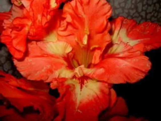 Gladiolus: diseases and pests 