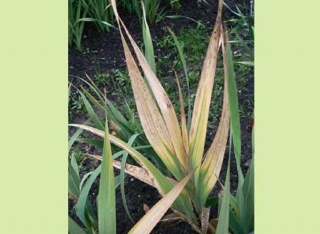 Gladiolus: diseases and pests 