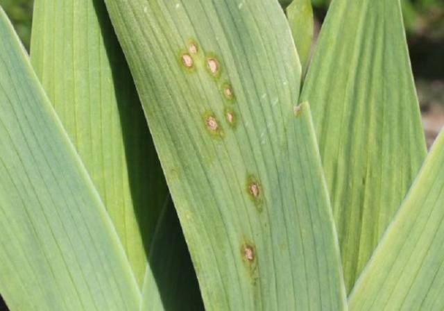 Gladiolus: diseases and pests 