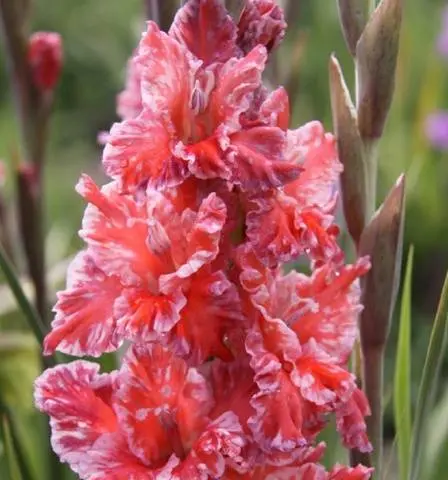 Gladiolus: diseases and pests 