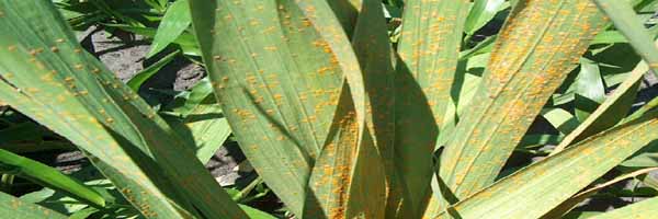 Gladiolus: diseases and pests 