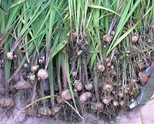 Gladiolus for the winter: when to dig and how to store them 