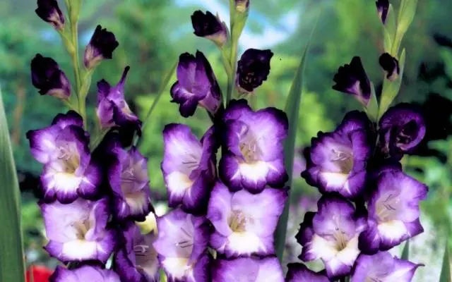 Gladiolus for the winter: when to dig and how to store them 