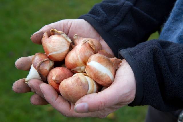 Gladiolus for the winter: when to dig and how to store them 