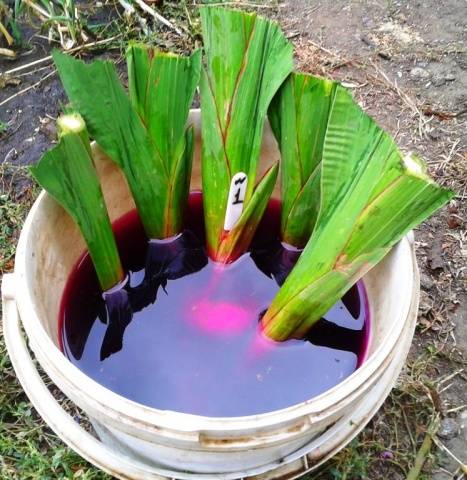 Gladiolus for the winter: when to dig and how to store them 