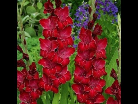 Gladiolus in pots: planting, growing and care