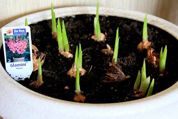 Gladiolus in pots: planting, growing and care