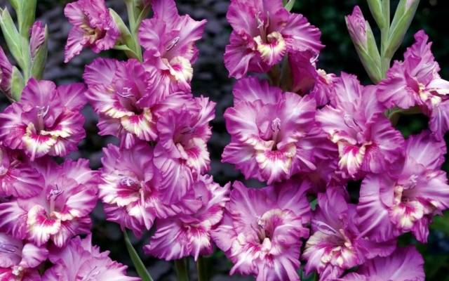 Gladiolus: varieties with photos and names 