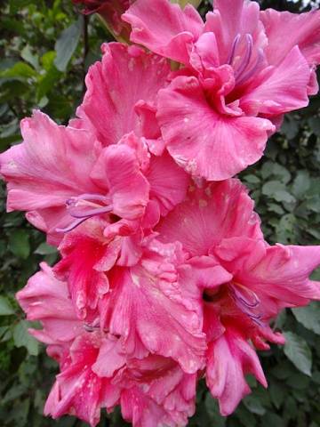 Gladiolus: varieties with photos and names 