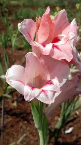 Gladiolus: varieties with photos and names 