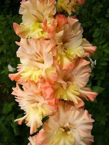 Gladiolus: varieties with photos and names 