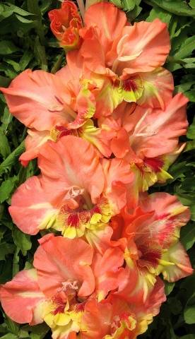 Gladiolus: varieties with photos and names 