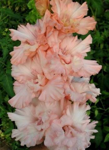 Gladiolus: varieties with photos and names 