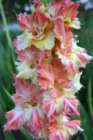 Gladiolus: varieties with photos and names 