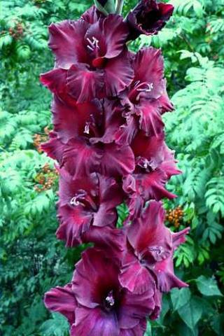 Gladiolus: varieties with photos and names 