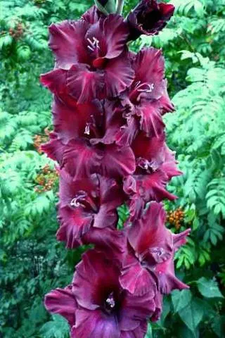 Gladiolus: varieties with photos and names 