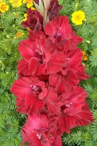 Gladiolus: varieties with photos and names 