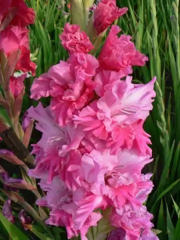 Gladiolus: varieties with photos and names 