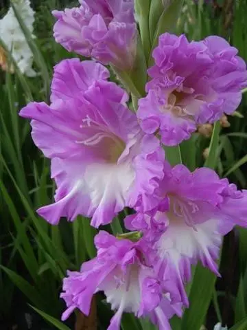 Gladiolus: varieties with photos and names 