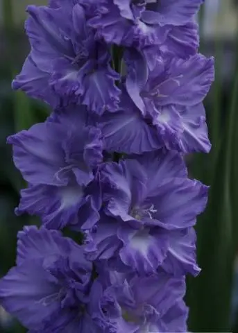 Gladiolus: varieties with photos and names 