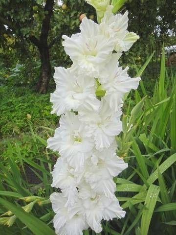 Gladiolus: varieties with photos and names 