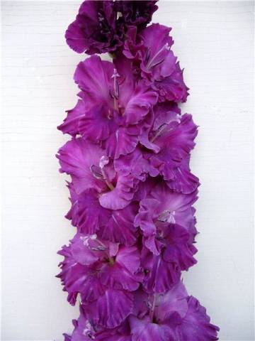 Gladiolus: varieties with photos and names 