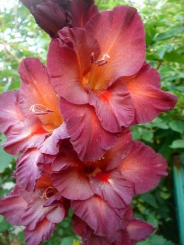 Gladiolus: varieties with photos and names 