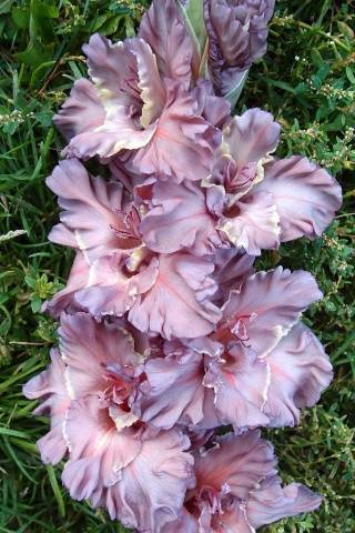 Gladiolus: varieties with photos and names 