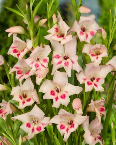 Gladiolus: varieties with photos and names 