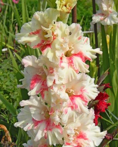 Gladiolus: varieties with photos and names 