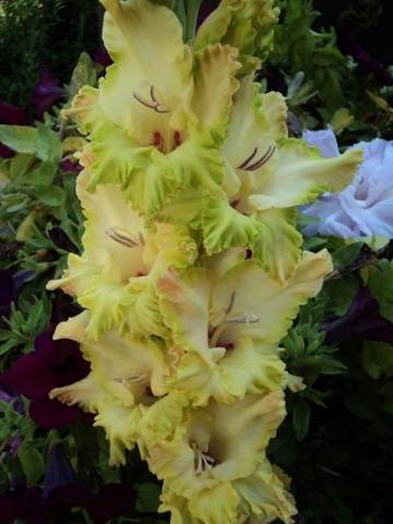 Gladiolus: varieties with photos and names 