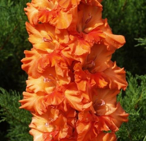 Gladiolus: varieties with photos and names 