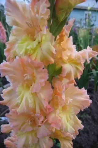 Gladiolus: varieties with photos and names 